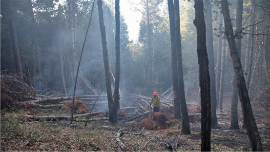 History of firestorm forest smoke firefighting forestry services